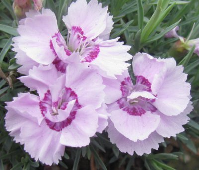 Dianthus 'Little Jock'